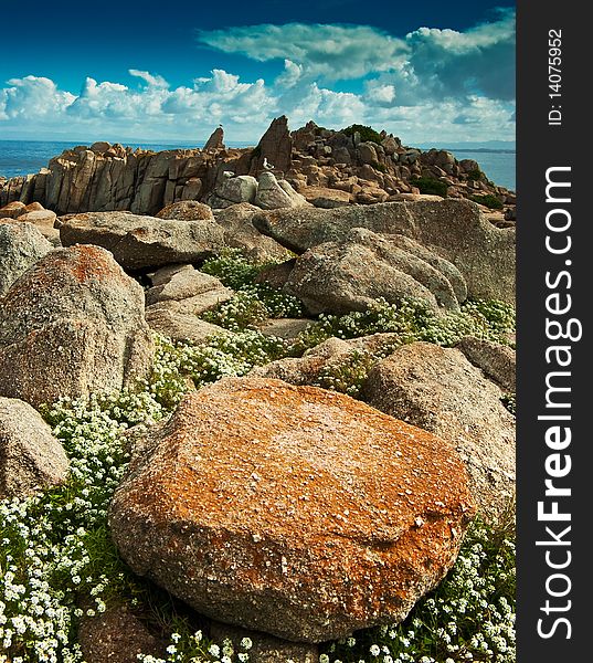 A wide angle shot showing boulders prominent in the foreground framed with Alyssum with sea gulls in the background. A wide angle shot showing boulders prominent in the foreground framed with Alyssum with sea gulls in the background