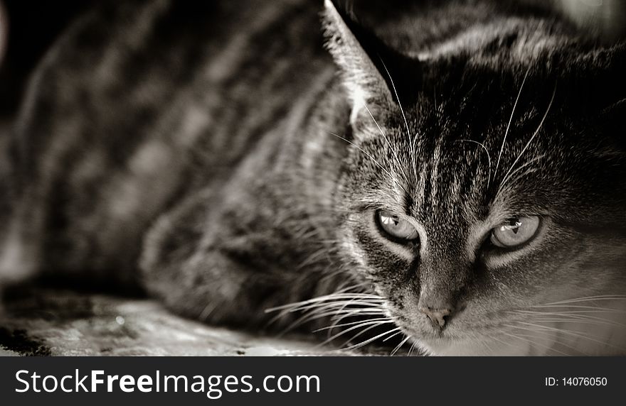 A black and white photo of a cat.