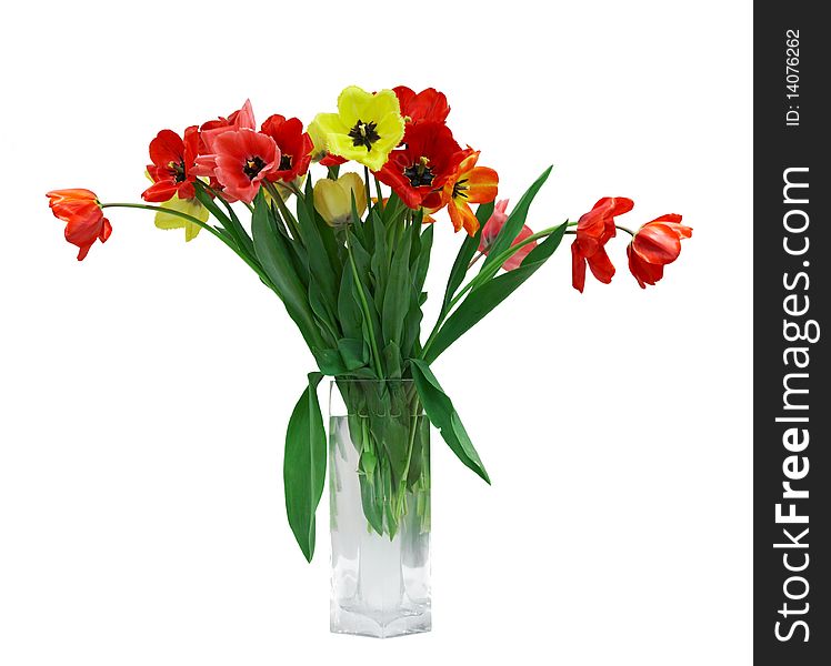 Red and yellow tulips in vase isolated on white background