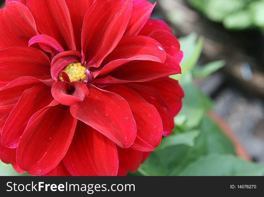 Red  Dahlia in full bloom with macro details of flower. Red  Dahlia in full bloom with macro details of flower.