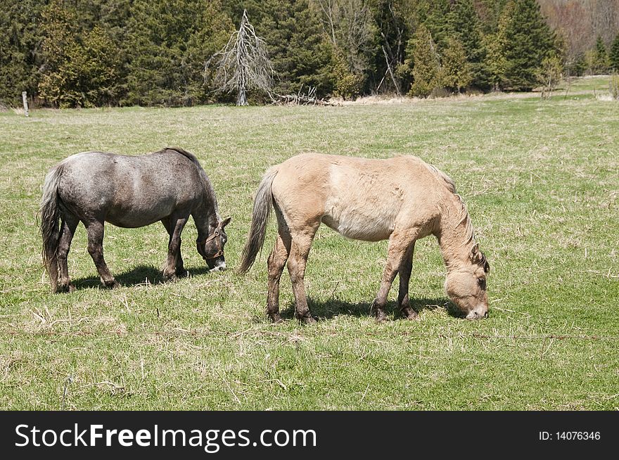 Pair of horses in field, sunny day in spring