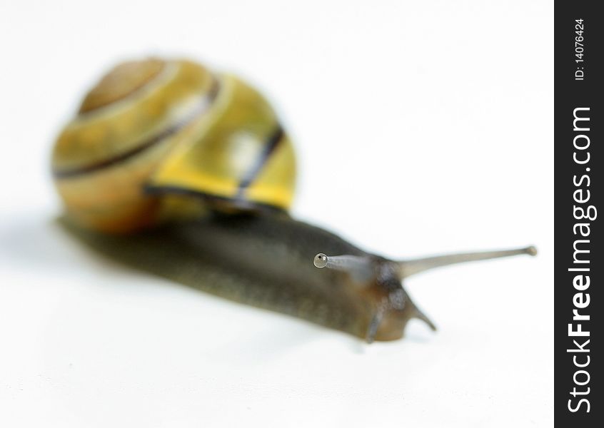 Garden snail with very shallow depth of field on eye