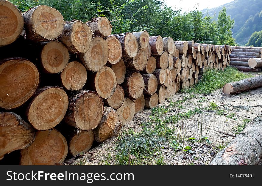 Pile of wooden logs, fresly cut trees