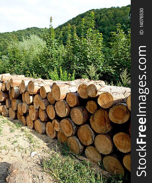 Pile of wooden logs in forest