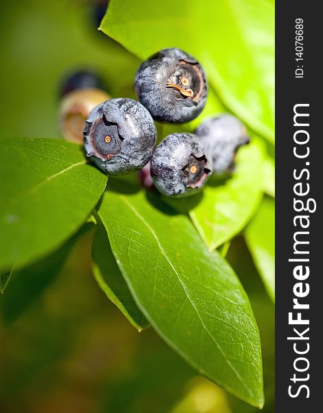Fresh blueberries in macro shot