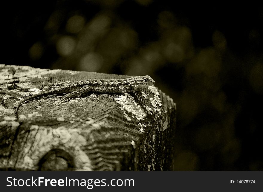 Blue-belly lizard on a wood post. Monochromatic color scheme.