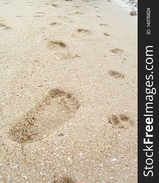Man & Dog footprint. They walk together.