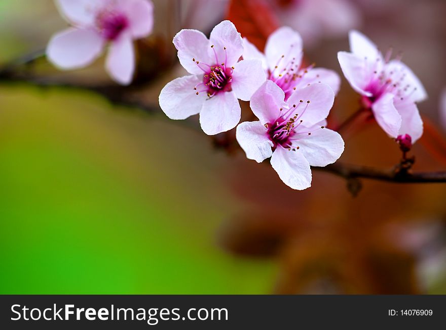 Close up with a branch with spring flowers