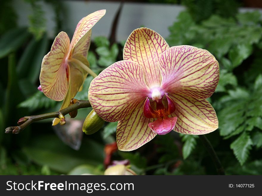 Phalaenopsis Orchid; Hillwood Manor, Washington DC