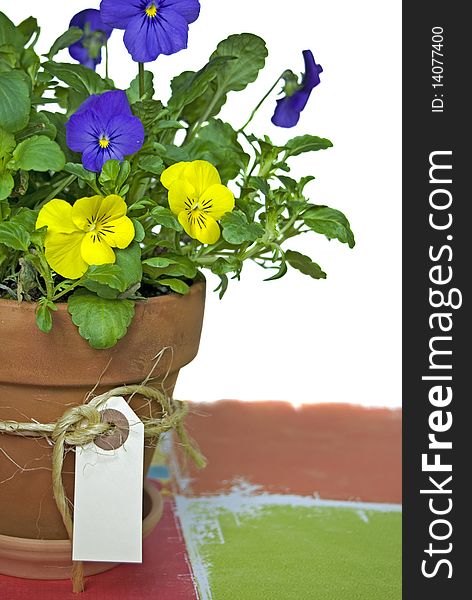 Pansy plant in clay pot with tag and twine. Pansy plant in clay pot with tag and twine.