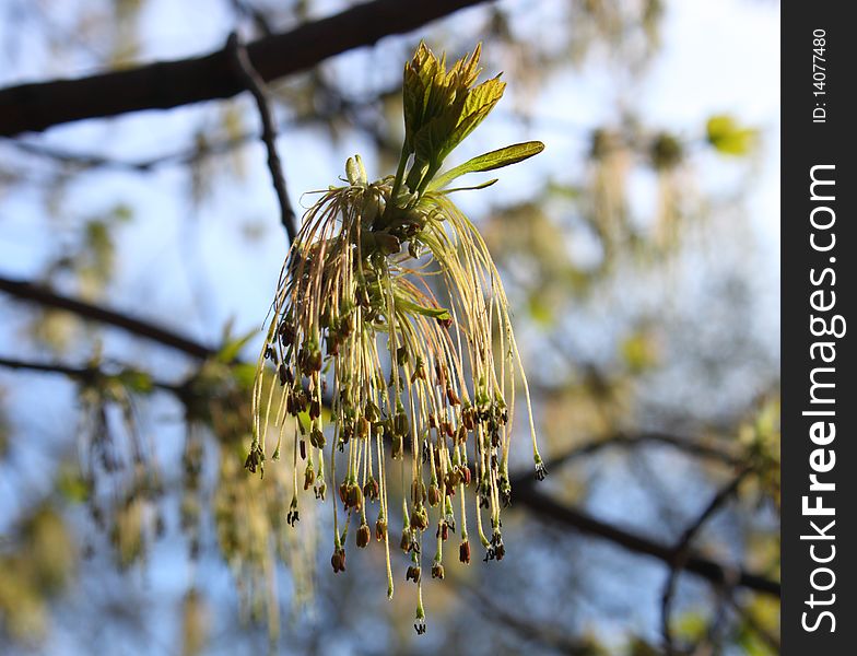 The  Spring Inflorescence of Tilia
