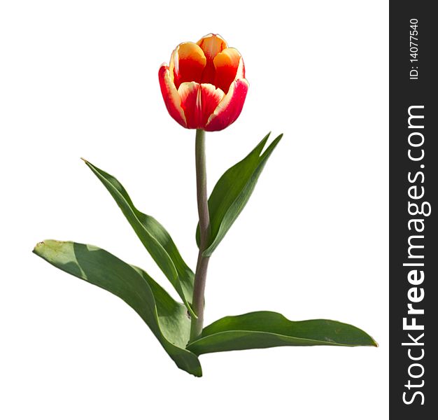 Red, beauty tulip isolated in white background. Red, beauty tulip isolated in white background