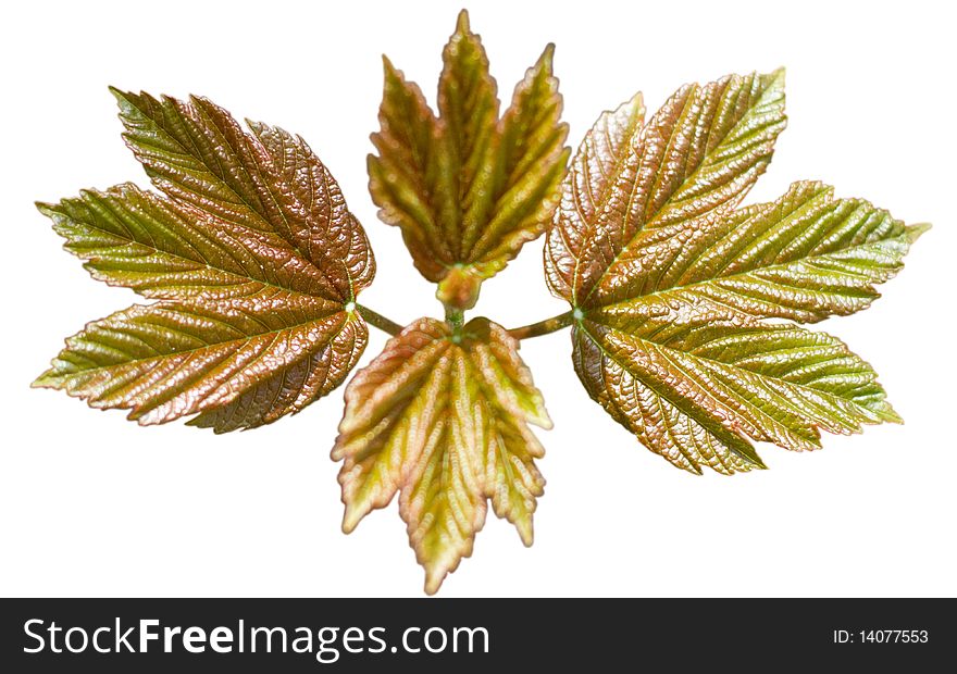 The young maple isolated in white.