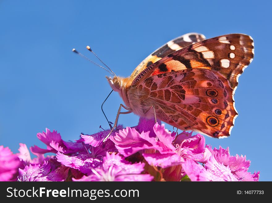 Butterfly On Flower