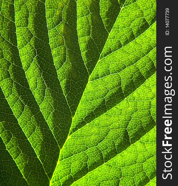 Green leaf detail 1