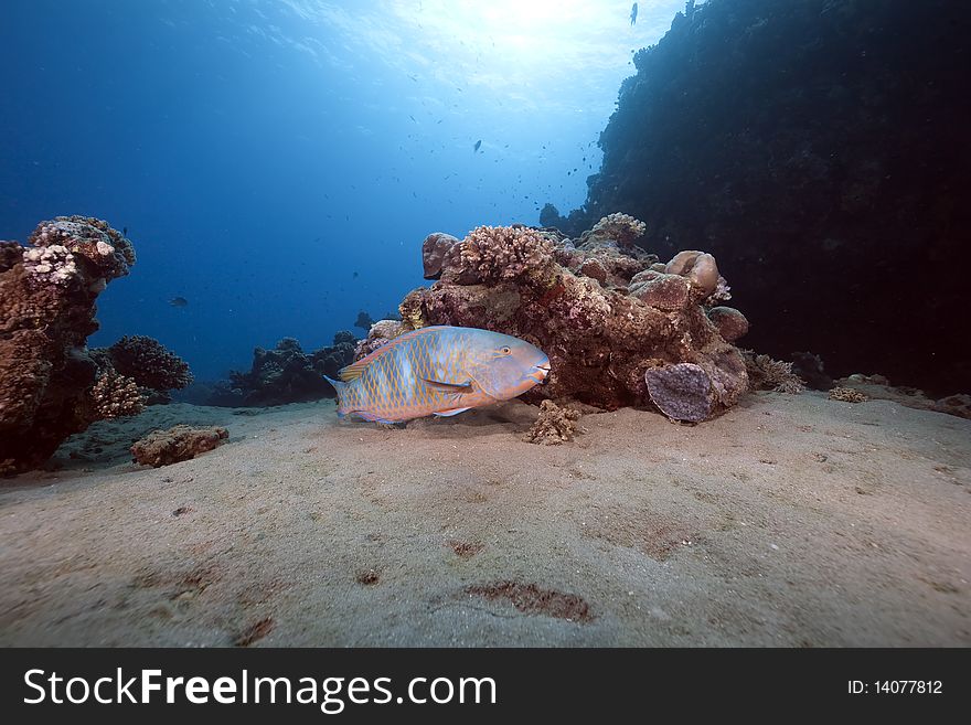 Parrotfish, ocean and sun taken in the Red Sea.