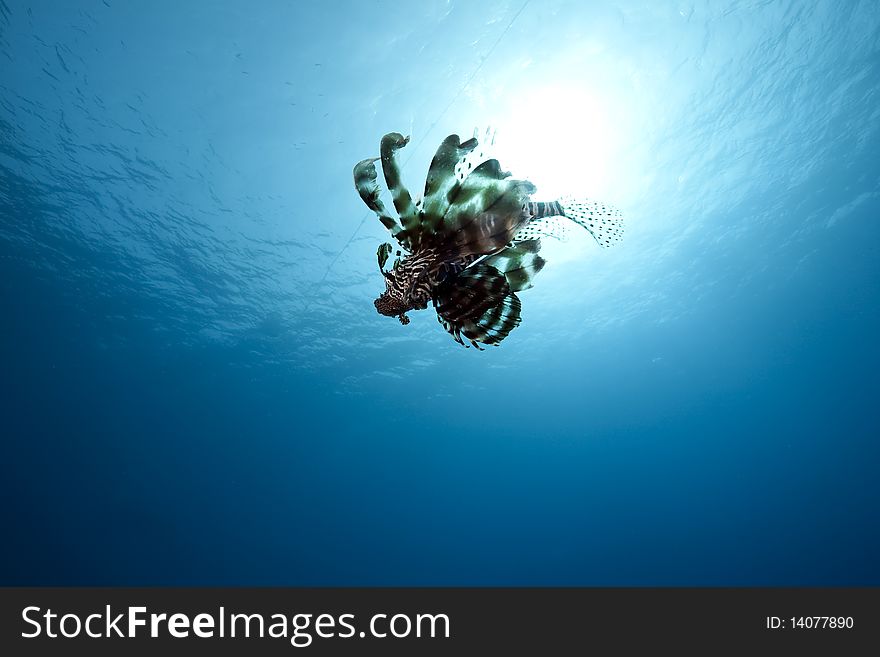 Lionfish In Blue Water,