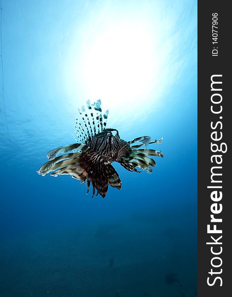 Lionfish in blue water taken in the Red Sea.