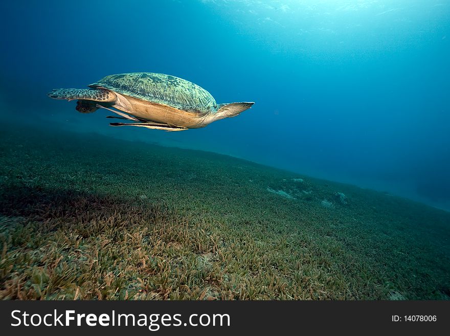 Female green turtle swimming in  the Red Sea.