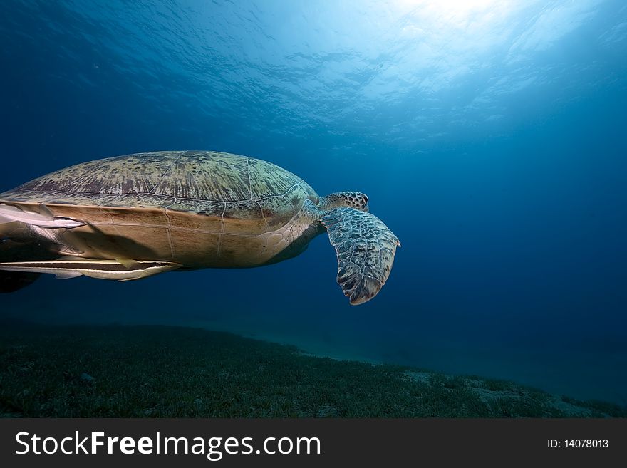 Female green turtle swimming in  the Red Sea.