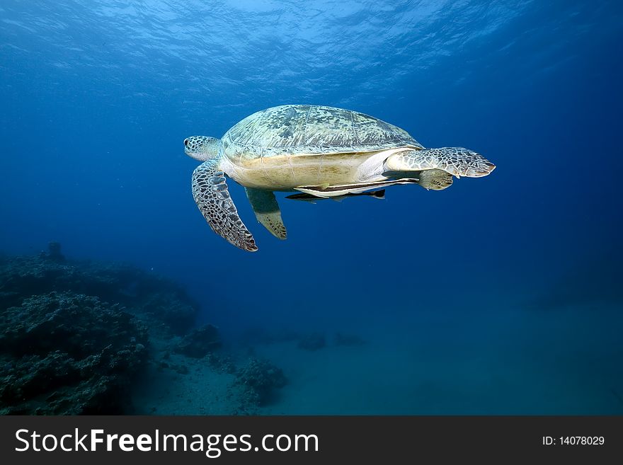 Female green turtle swimming in  the Red Sea.