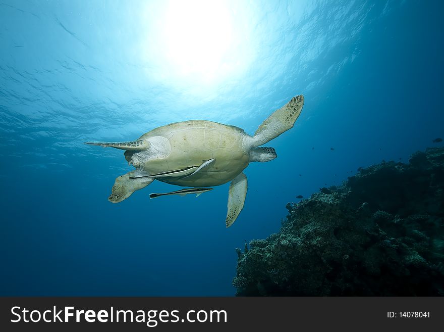 Female green turtle swimming in the Red Sea.