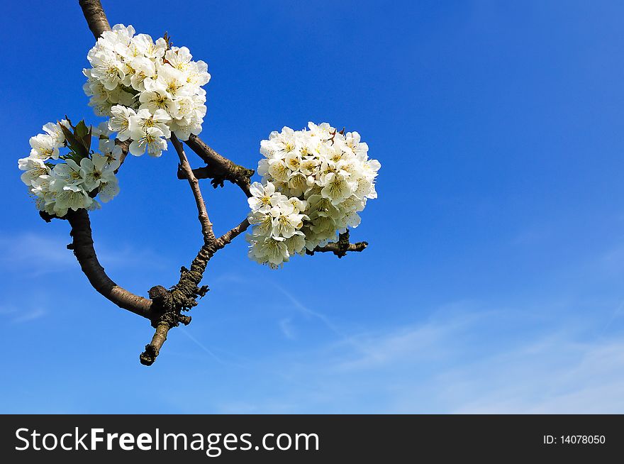 Blooming apple tree branch