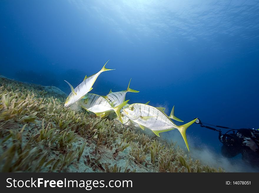 Golden trevally and an underwater photographer