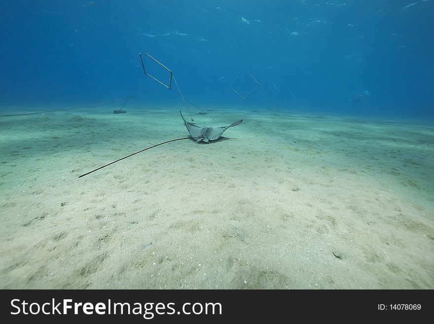 Eagle ray, sun and ocean in the Red Sea.