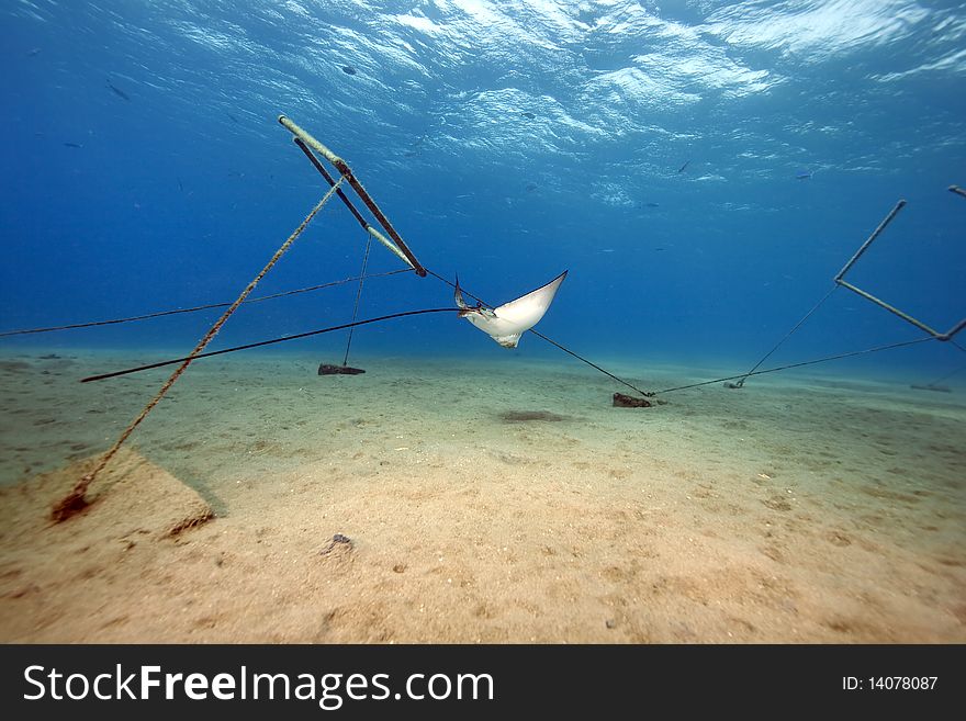 Eagle ray, sun and ocean in the Red Sea.