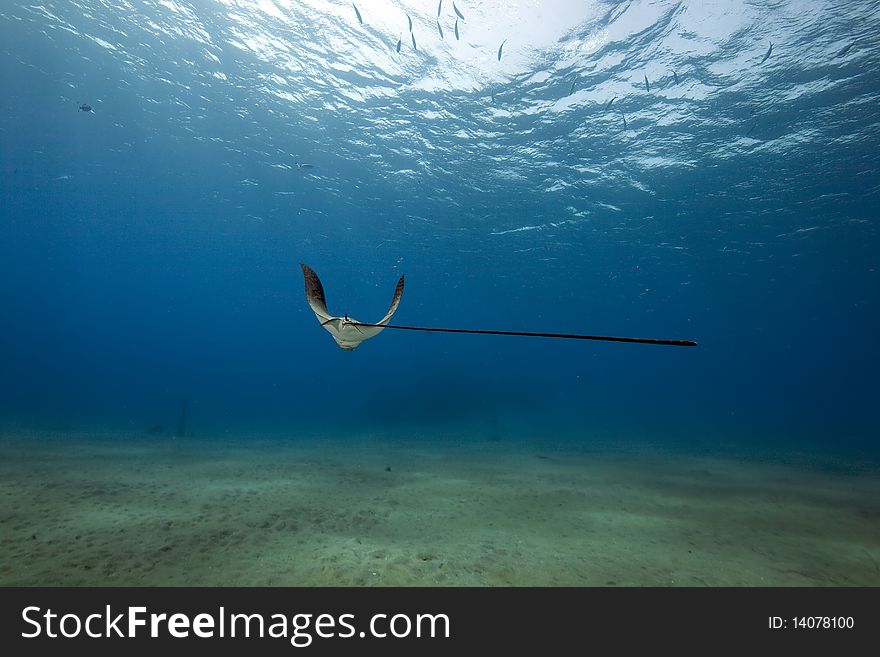 Eagle ray, sun and ocean in the Red Sea.