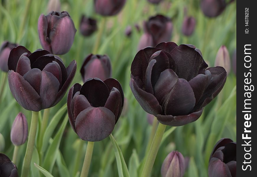 Black tulips in a green field