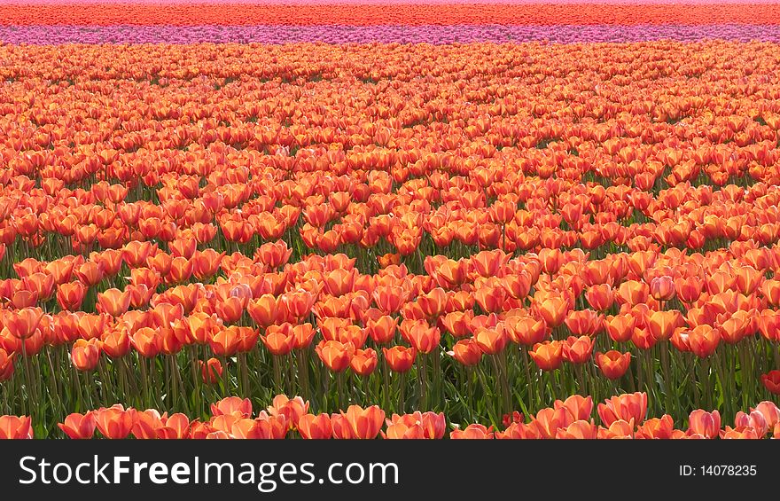 Field with tulips in different colors