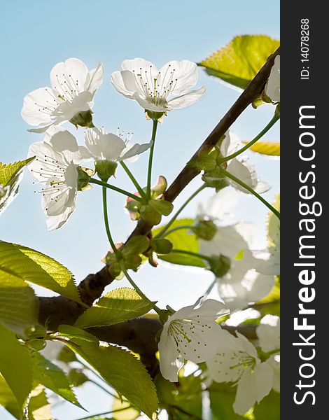 Spring time: white cherry blossoms. Spring time: white cherry blossoms