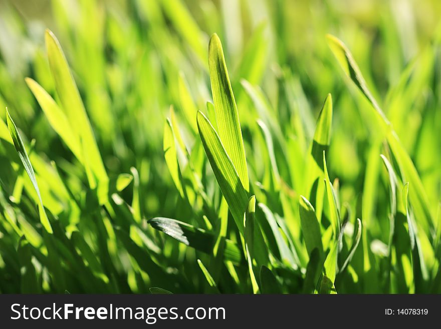 Fresh green grass in the spring (Shallow DOF). Fresh green grass in the spring (Shallow DOF)