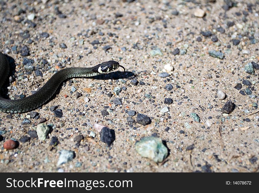 Grass snake(Natrix natrix) creeps on sand and stones. Shallow dept of field with focus on snake's head. Grass snake(Natrix natrix) creeps on sand and stones. Shallow dept of field with focus on snake's head.