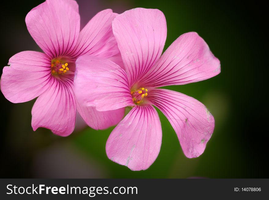 A pair of beautiful spring daisies over shallow background