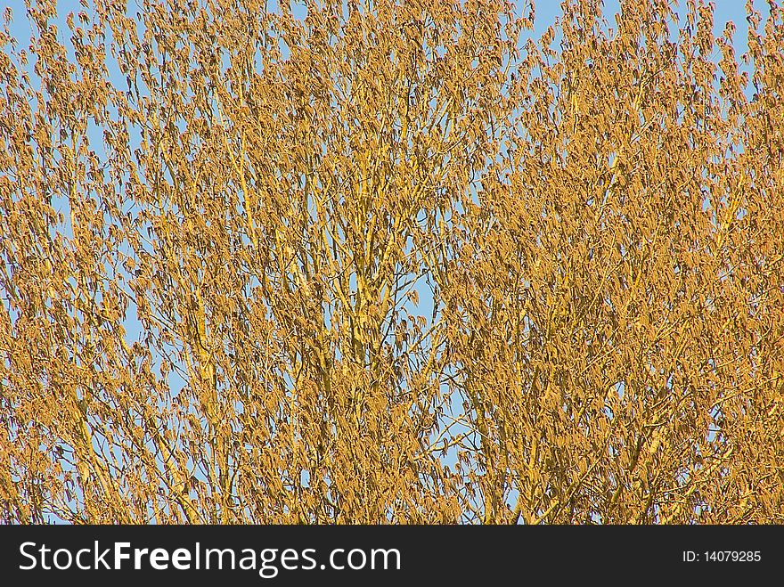 Background: bright a poplar shined with the sun