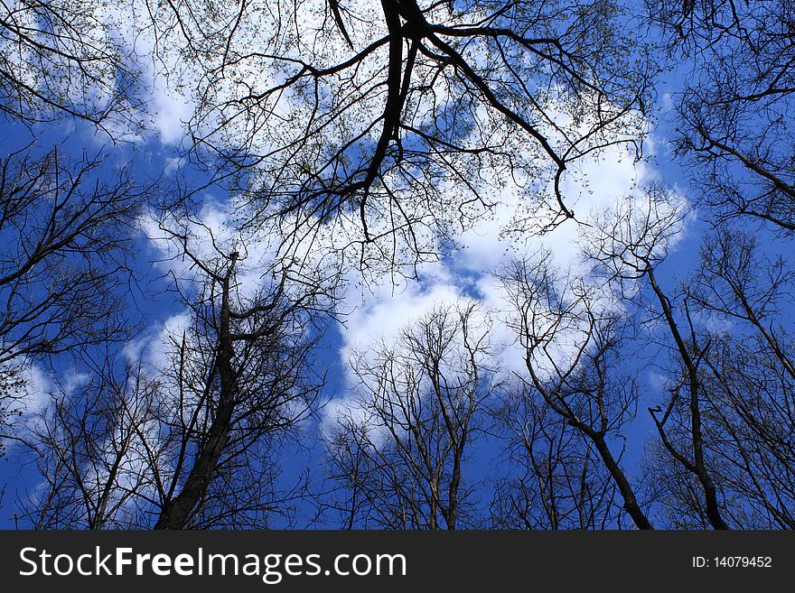 Light shining through tree, set against clear blue sky