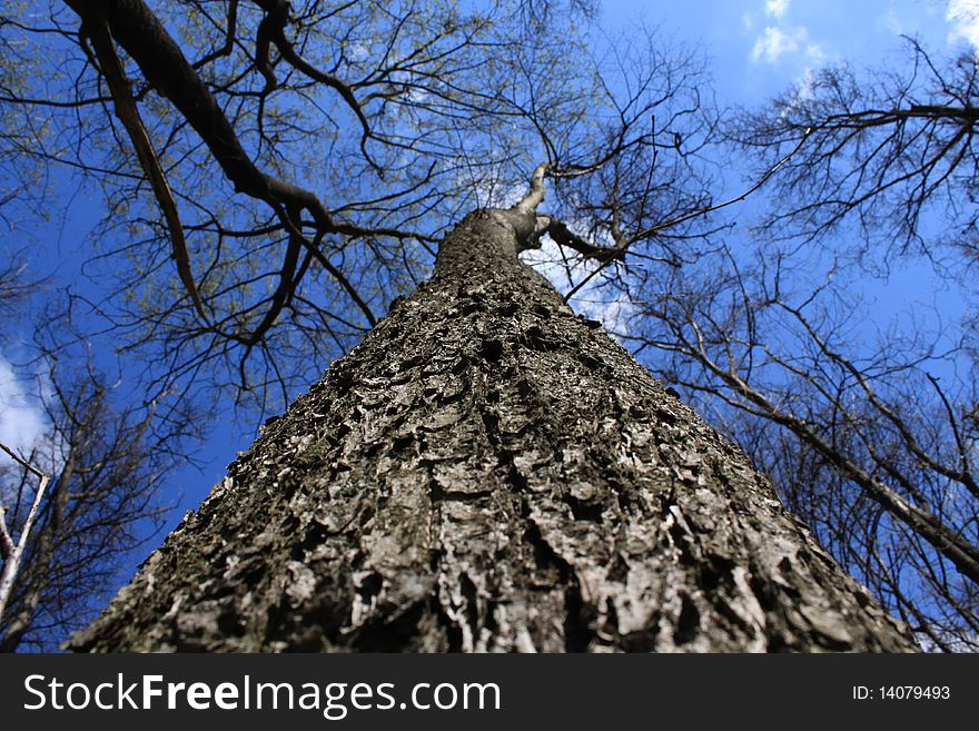 Light shining through tree, set against clear blue sky