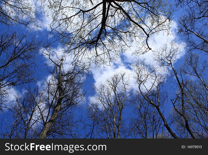 Light shining through tree, set against clear blue sky