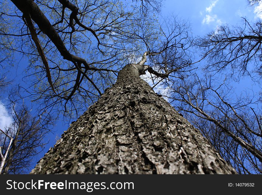 Light shining through tree, set against clear blue sky