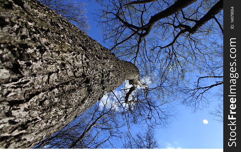 Light shining through tree, set against clear blue sky