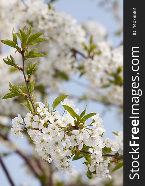 Blooming cherry on sky background