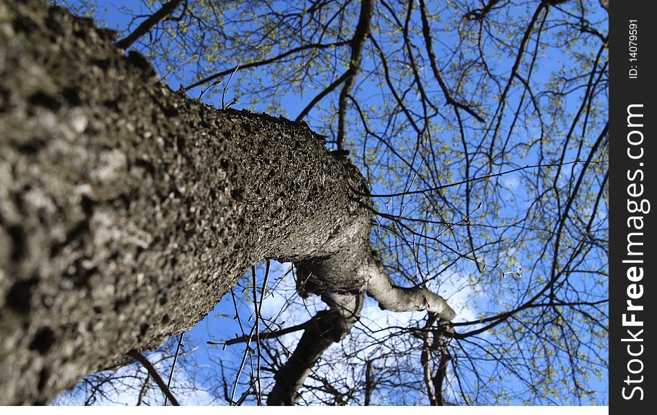 Light shining through tree, set against clear blue sky