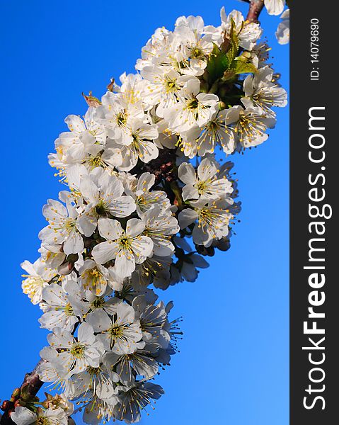 The sweet cherry branch blossoms. Sky background. The sweet cherry branch blossoms. Sky background