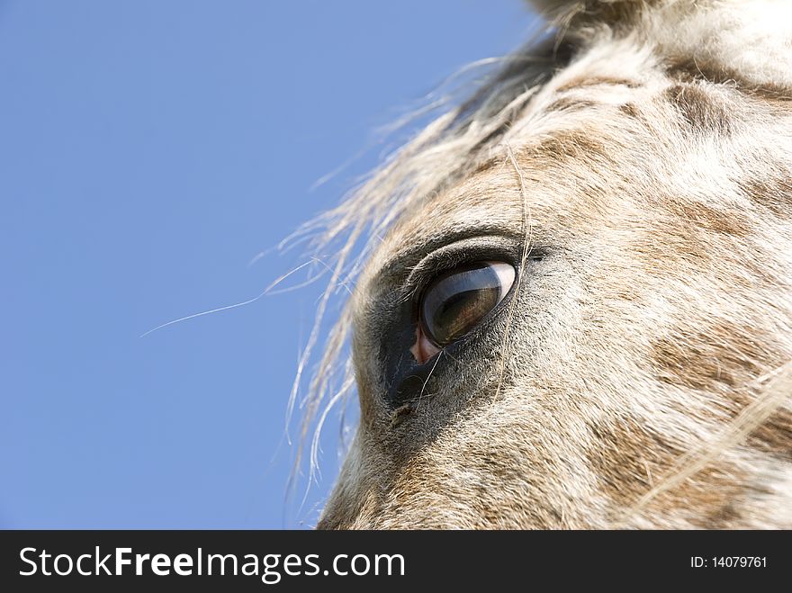 Close Up Of Horses Eye