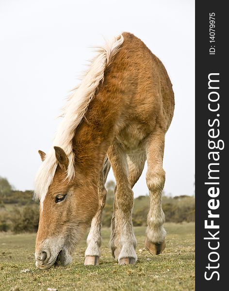 A color photo of a beautiful brown horse with a blonde mane eating grass in a pasture. A color photo of a beautiful brown horse with a blonde mane eating grass in a pasture.