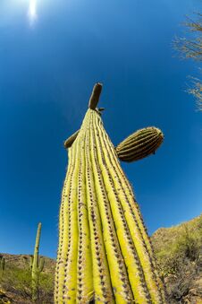 Beautiful Cacti In Landscape Stock Photos