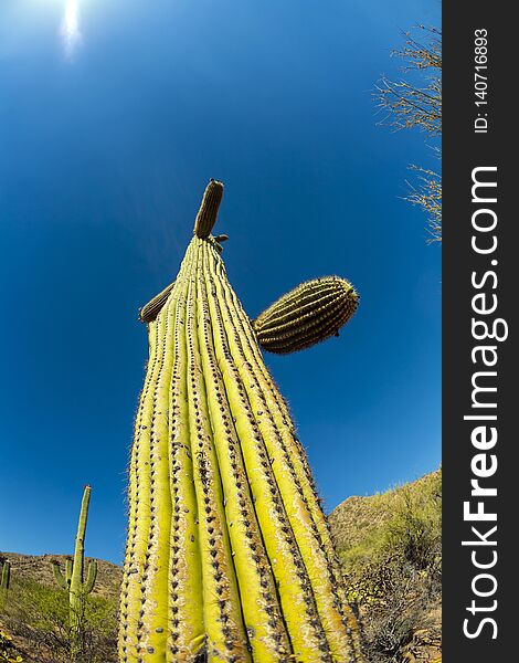 Beautiful cacti in landscape